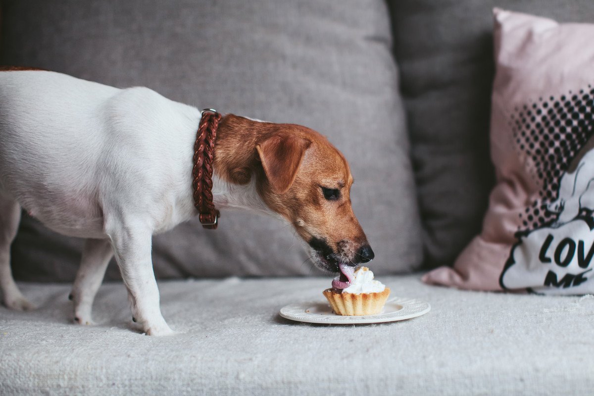 犬がしていたらドキッとする行動4選！危ないトラブルに発展することも