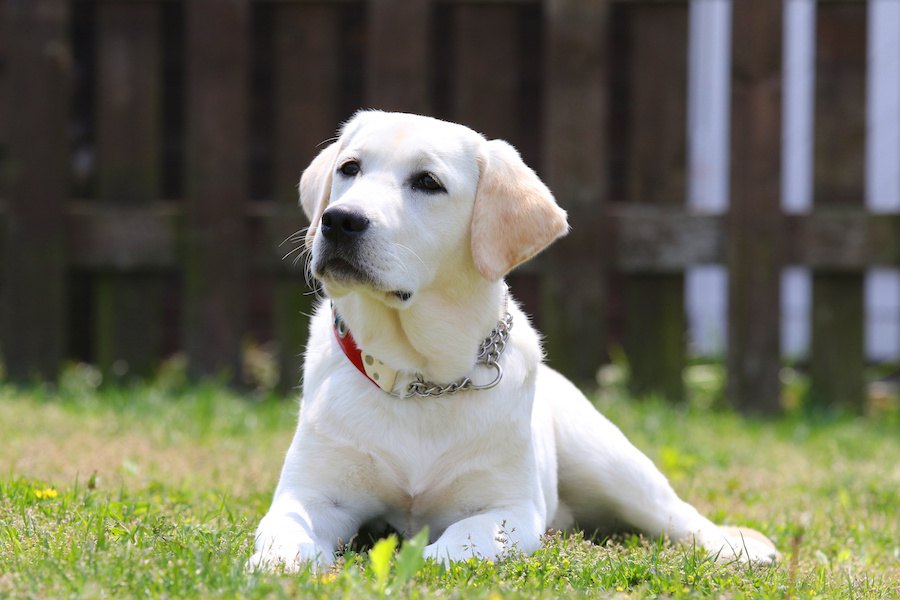 飼い主に忠実な犬種４選【良くも悪くもしつけ次第！】