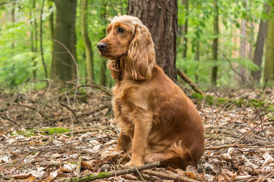 イングリッシュコッカースパニエルの性格や特徴、子犬の値段について