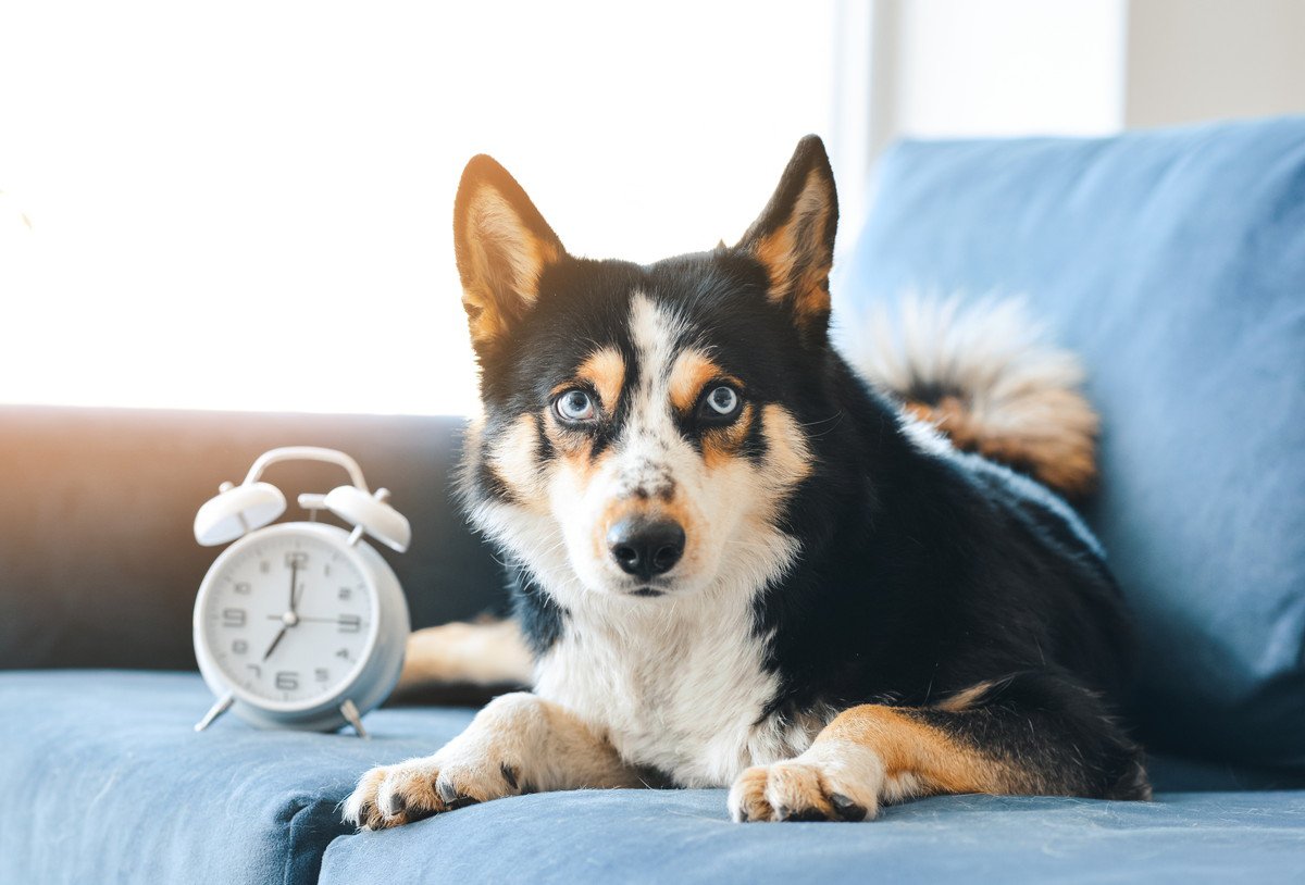 『起きてー！』犬が朝に飼い主を起こしに来る心理5つ