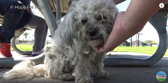 優しい地元の人たちのおかげでフレンドリー！ハッピーな野良犬を保護