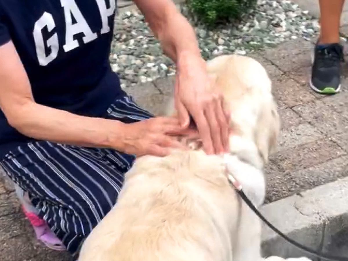 『母に飼うのを反対されていた大型犬』と一緒に帰省した結果…思わず涙がこぼれる『まさかの展開』が21万再生「素敵」「家族っていいな」と反響