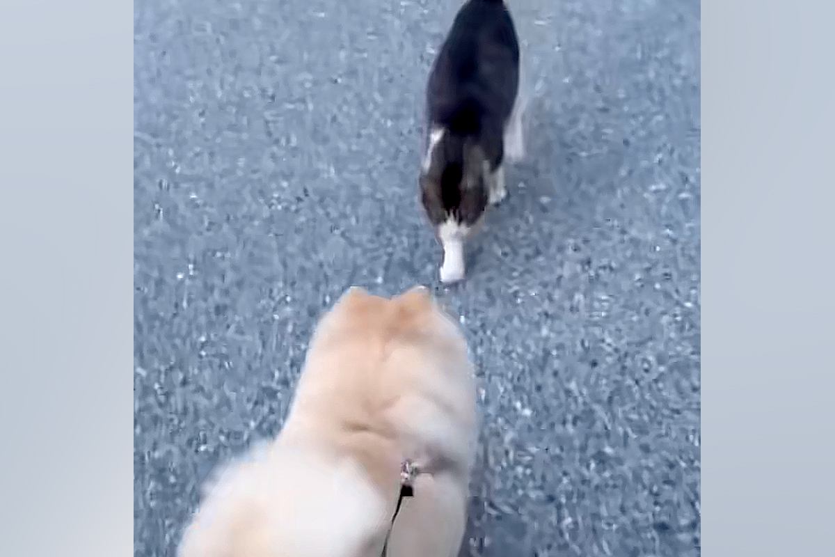 犬が『仲良しな野良猫』と遭遇した結果→イチャイチャしすぎて…可愛いが渋滞している『相思相愛な光景』に反響「モフモフ交流」「めり込んでて草」