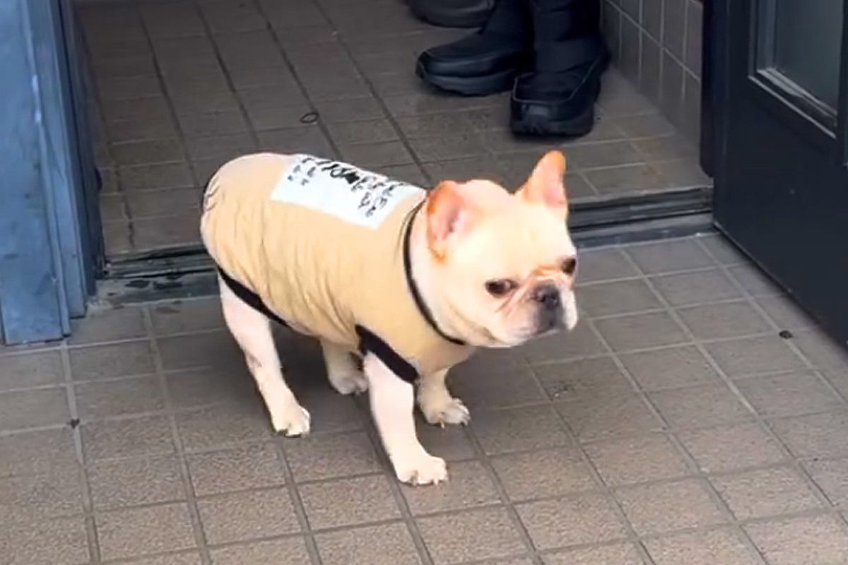 『さんぽ行くぞ』と犬に声をかけた結果→玄関先で『行きたくない』と駄々をこねて…悶絶級の拒否方法が419万再生「癒される」「めちゃ可愛いｗ」