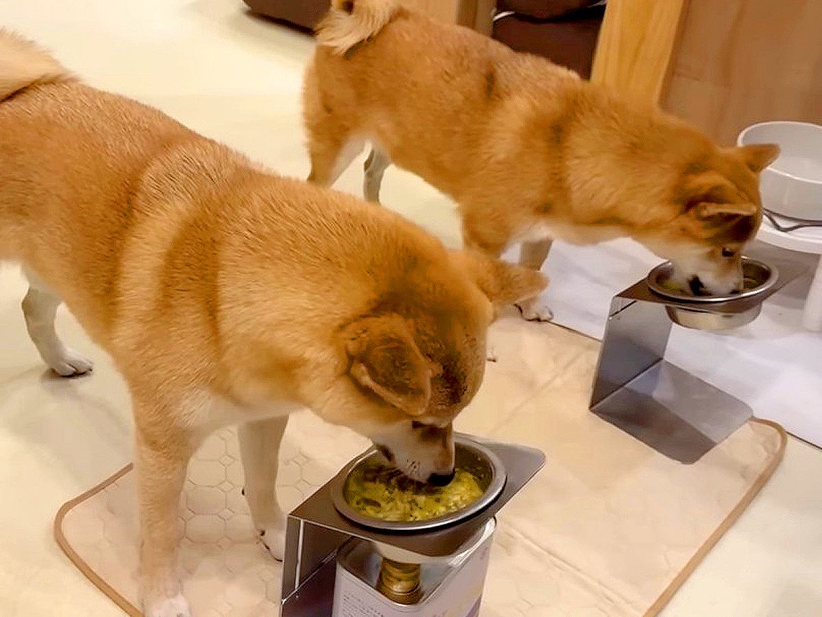 『犬たちがご飯を食べている間にいなくなってみたら…』完全に想定外な展開で見せた『まさかのリアクション』が15万再生「ビンタするの草」