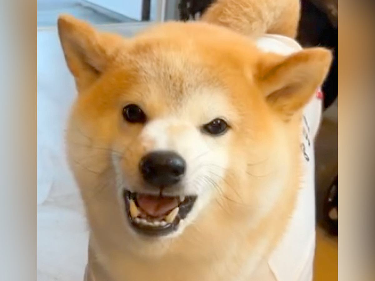 『散歩行くよ』と呼んでも来ない犬→まるで子供のように…解決するための『まさかの方法』が136万再生「反抗期？ｗ」「賢いが故の行動」と爆笑