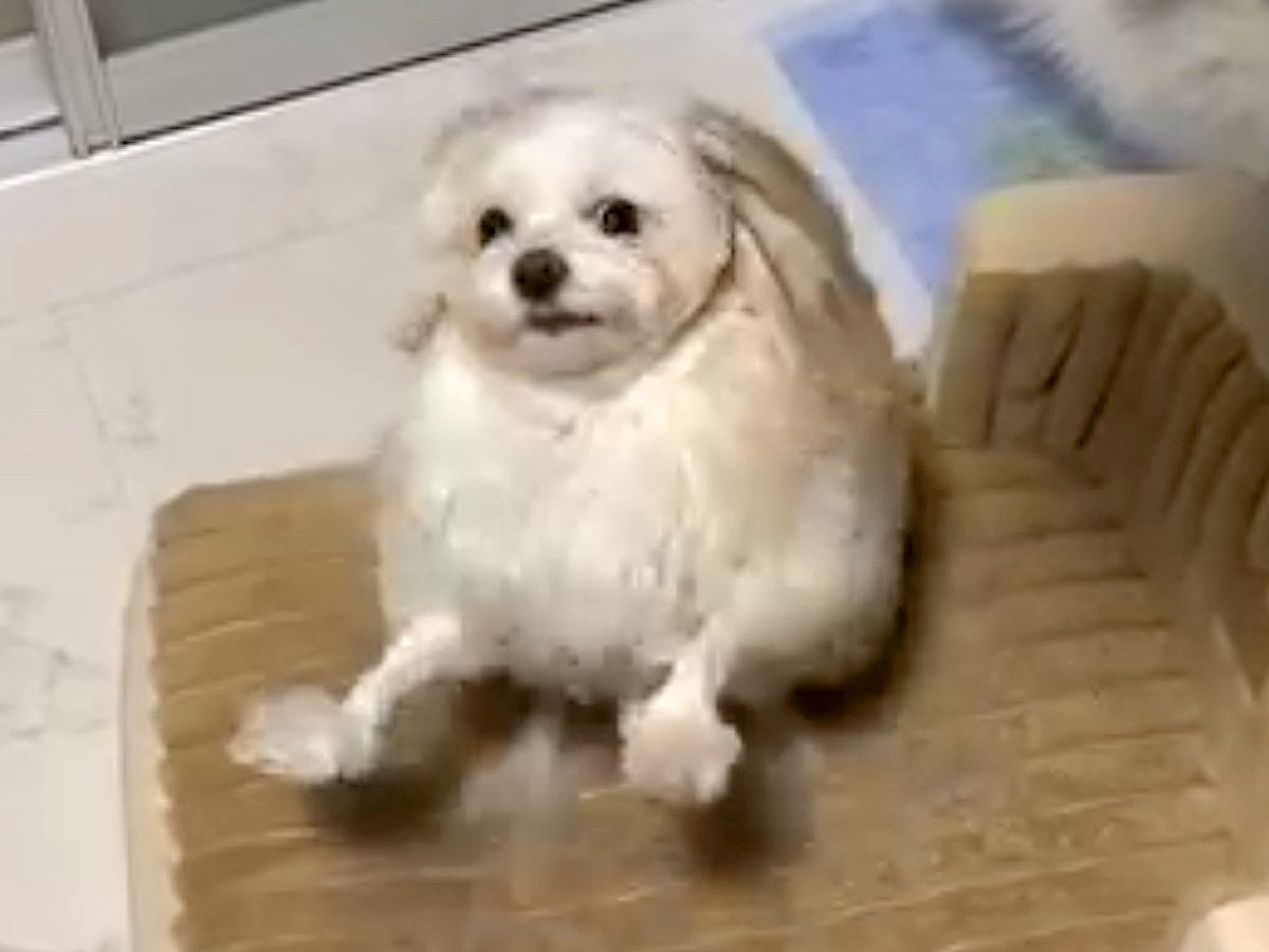 潔癖症な犬に『ハグしていい？』と聞いてみたら…思った以上に辛辣な対応と『衝撃の展開』が25万再生「モップかな？」「猫さんはいいのねｗ」と爆笑