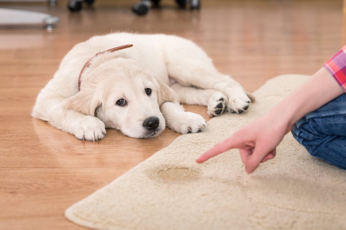 犬が覚えてくれない『ダメなトイレトレーニング法』5選　逆にできなくなってしまう可能性も…理想的な教え方は？