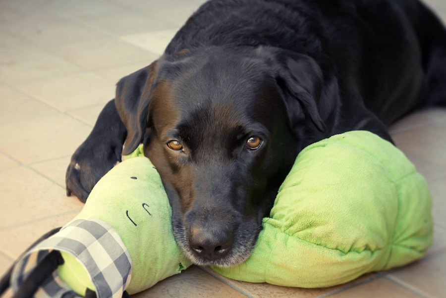 犬がぬいぐるみに嫉妬する理由