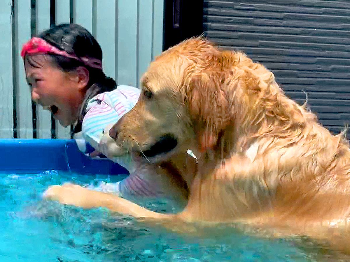 大型犬が女の子と『お庭プール』にダイブした結果…『夏を全力で満喫する姿』が可愛すぎると46万再生「お姉ちゃんを助けてるのかも」「最高」