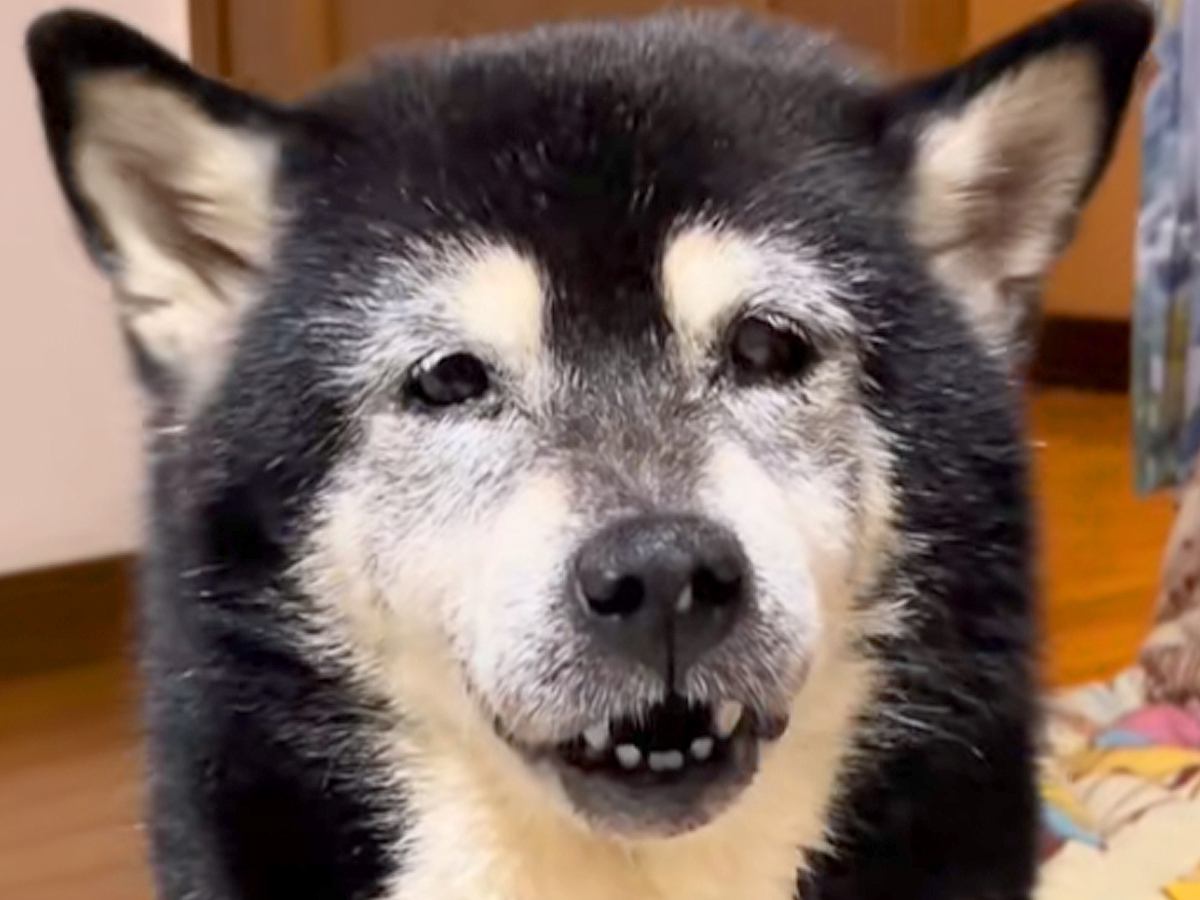 15歳のおばあちゃん犬が『お散歩に行きたい』とおねだり→連れて行った結果…涙が出るほど『愛おしい光景』が26万再生「なんか泣いちゃう…」