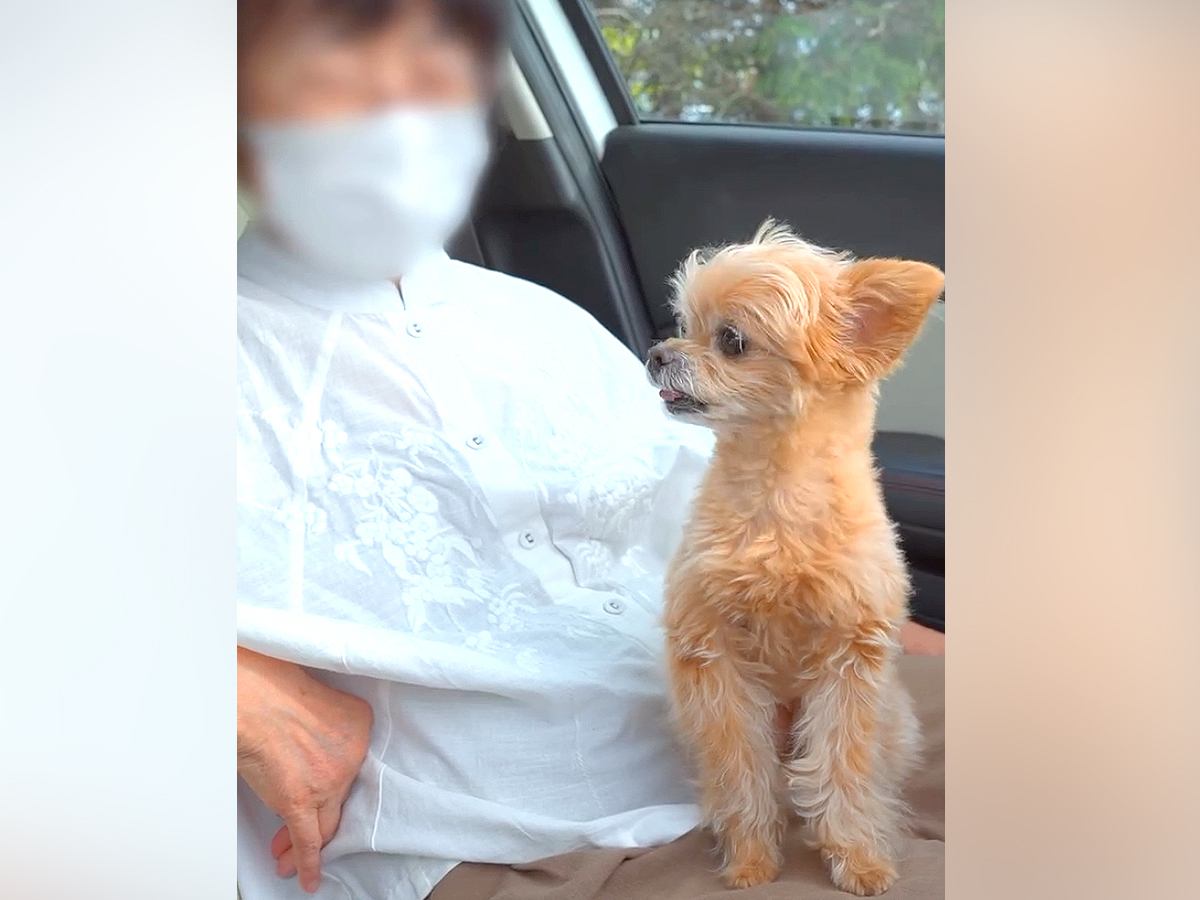 おばあちゃんのことが世界で1番大好きな犬→一緒に遊んでお別れの時に…切なくも愛おしい行動が75万再生「癒やされた」「微笑ましい」と絶賛