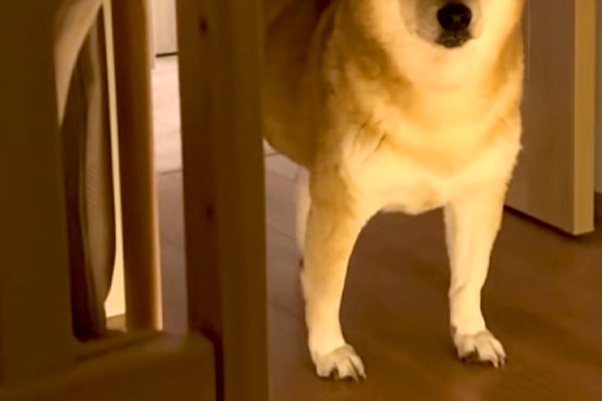 赤ちゃんを寝かしつけた後、寝室まで様子を見に来た犬→『おいで』と言うと…まさかの『ツンデレすぎる展開』に反響「柴距離発動ｗ」「たまらん」