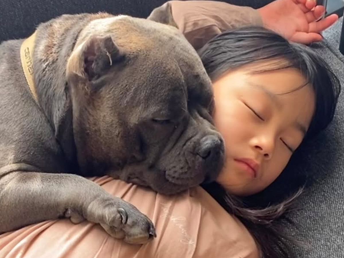 『３人の子ども』と一緒に暮らしている犬→『成長記録』をまとめたら…思わず涙が出る『心温まる光景の数々』が７万再生「愛が溢れてる」と称賛