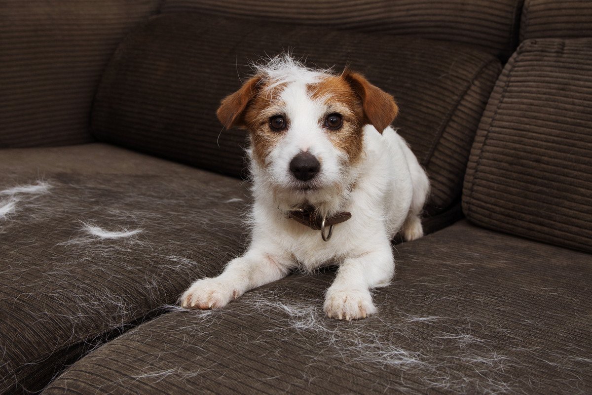 『抜け毛の多い』犬種７選　毛がたくさん抜ける理由や知っておくべき対処法まで