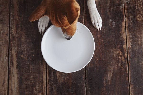 愛犬がお腹を壊したら葛湯で上手に回復しよう！