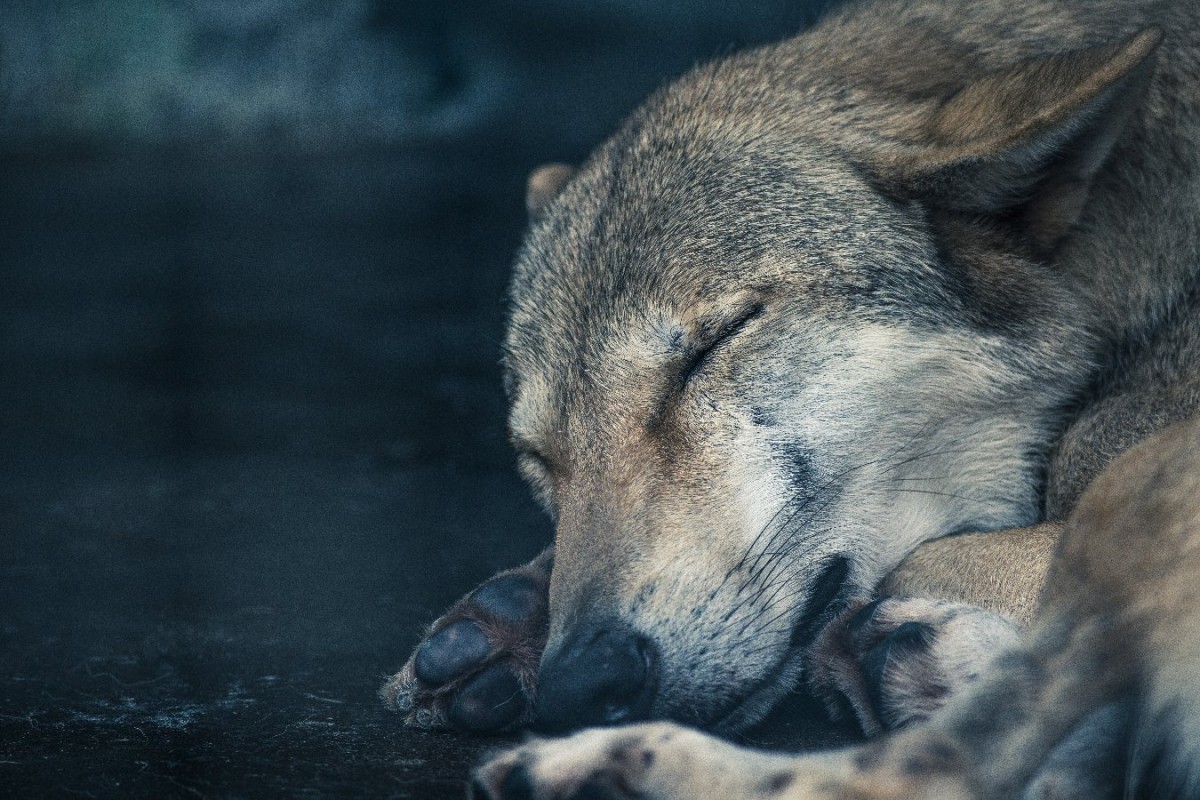 犬とオオカミの睡眠パターンを比較する研究がスタート