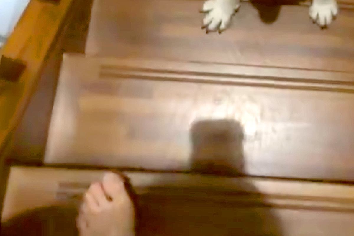 ちょっとだけ2階に行った結果→階段を降りると『1分間だけ離れ離れになった大型犬』が…尊すぎる光景に5万いいね「素晴らしい」「可愛すぎ」