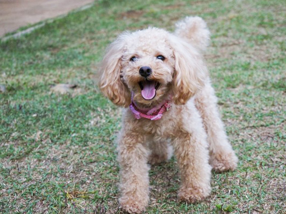 病気で歩けなかった捨て犬さん。いまは幸せですか？