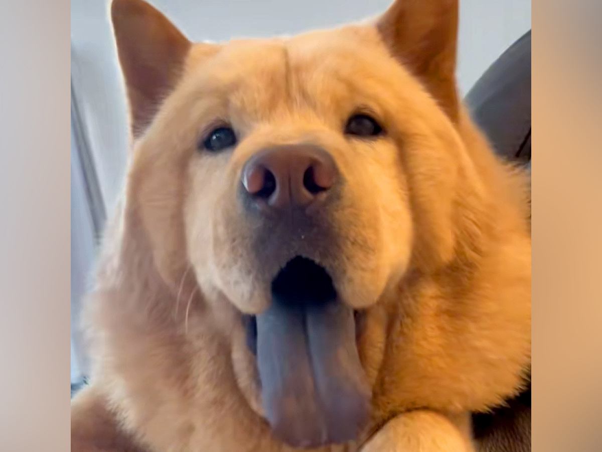 ニコニコ笑顔の大型犬→足に水をかけてしまったら、ブチギレて…別犬かと思うほどの『表情の変化』が26万再生「眉間のシワｗ」「たまらん」