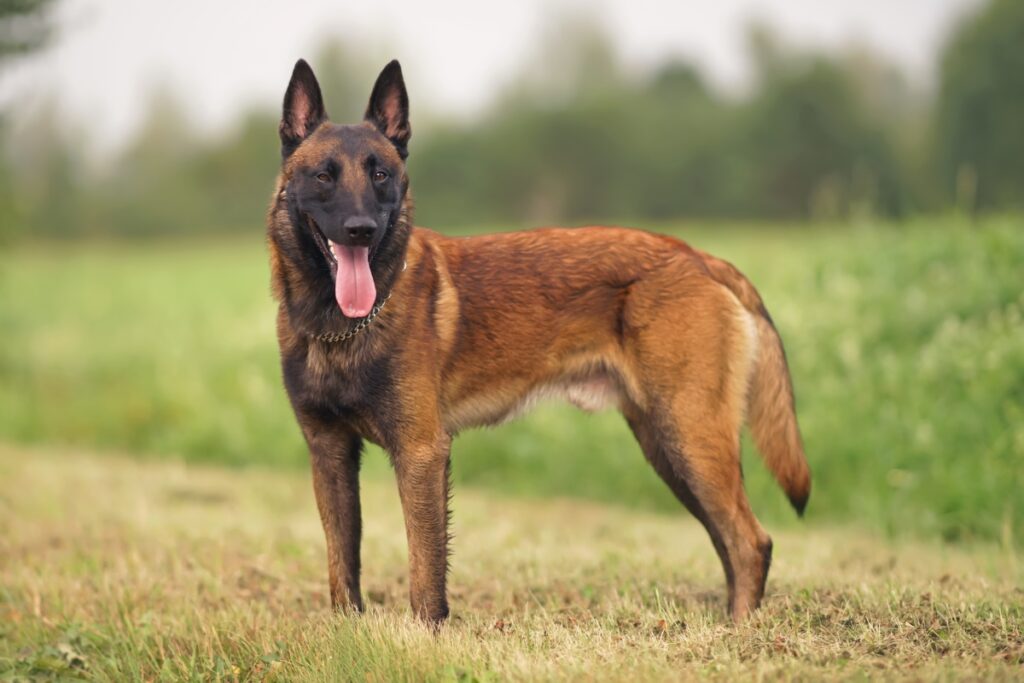 【獣医師監修】ベルジアン・シェパード・ドッグってどんな犬種？特徴と性格や飼い方・価格相場まで解説
