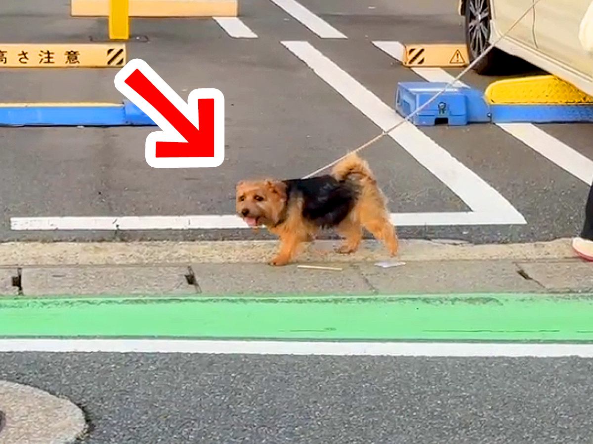 散歩中の犬の前に『いるはずのないパパ』が突然現れたら…心温まる『まさかの展開』が16万再生「至福のとき」「たまらない」と絶賛