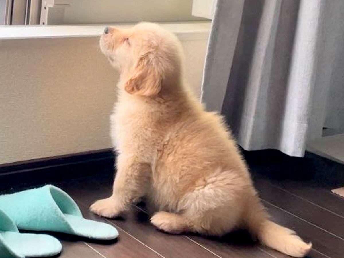洗濯物を干す母を監視していた大型犬の赤ちゃん→4年後…成長しても変わらない『尊い姿』に3万いいね集まる「泣ける」「全く同じ体勢」と絶賛