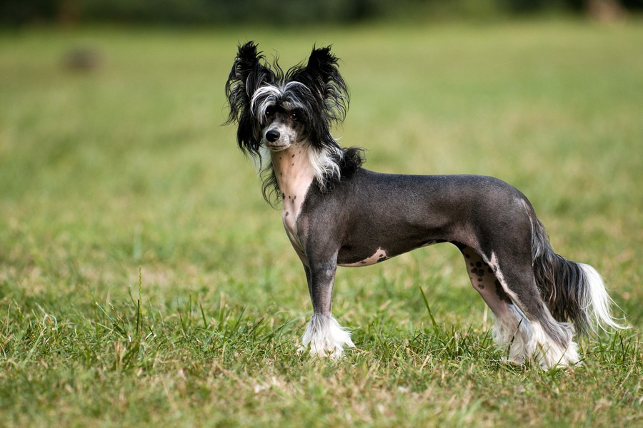 毛のない犬7種類！日本では珍しいヘアレスドッグたち