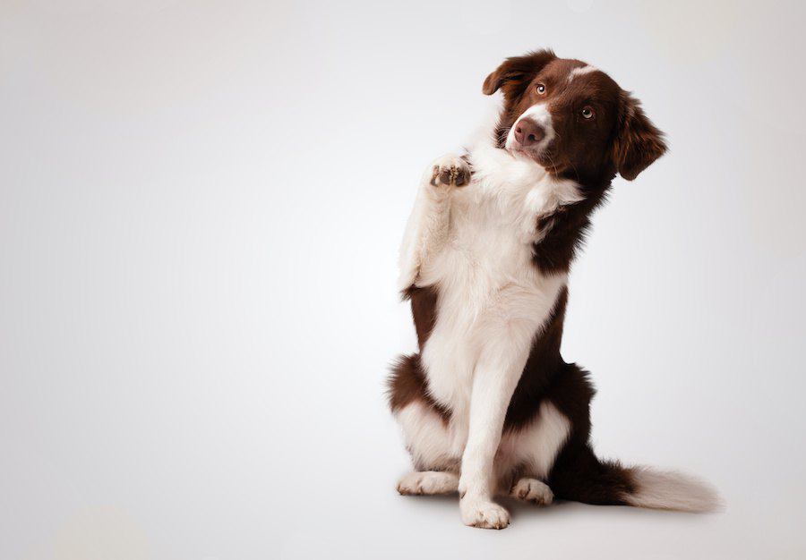 犬はどのくらい賢いの？動物の中で何番目に頭が良い？