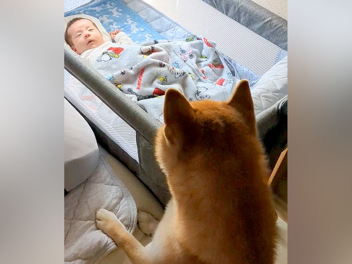 出産のため『1ヶ月家にいなかったママ』→赤ちゃんを連れて帰ると、犬が…尊すぎる『家族が増えた瞬間』に反響「完璧なお兄ちゃん」「泣ける」