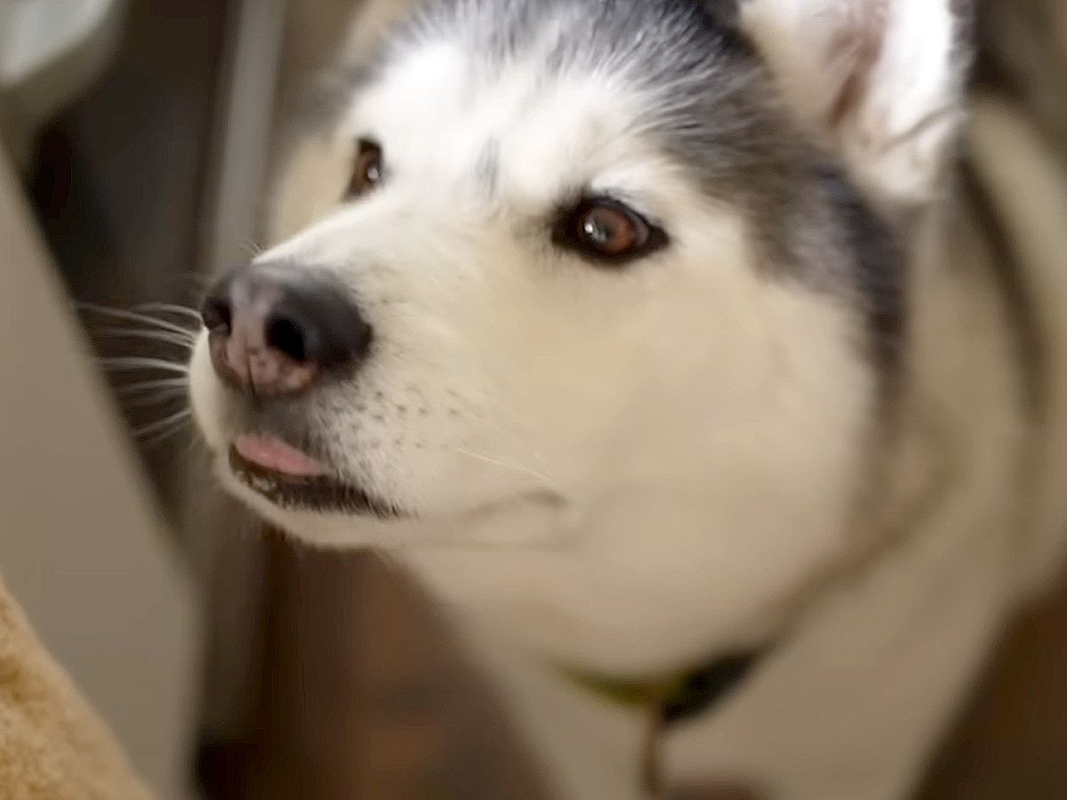 大型犬が『ママに怒られてしまった』結果…思った以上に『言い訳が止まらない姿』が子どものようだと77万再生「饒舌で草」「反省はしてるｗ」