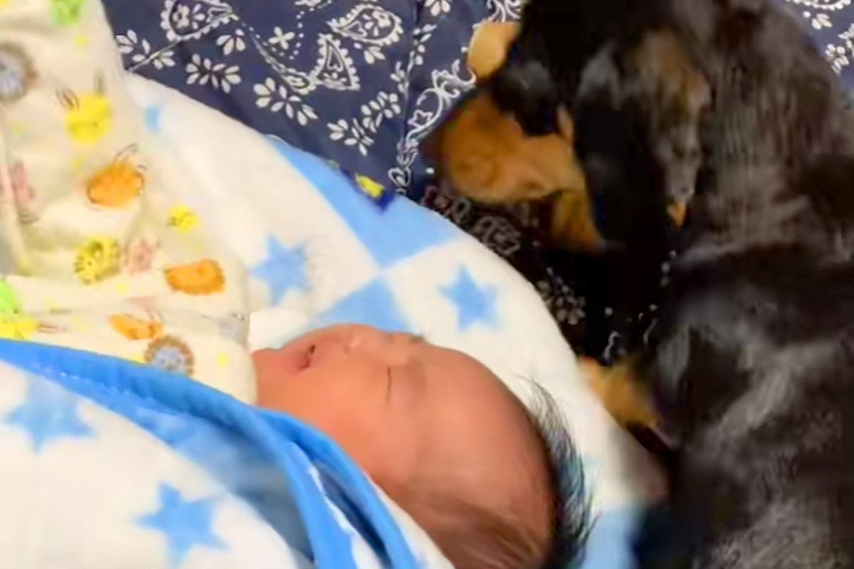 生まれたばかりの赤ちゃんと出会った犬→母性が爆発して…愛に溢れた『まさかの光景』が220万再生「なんて尊いの」「可愛いにもほどがある」