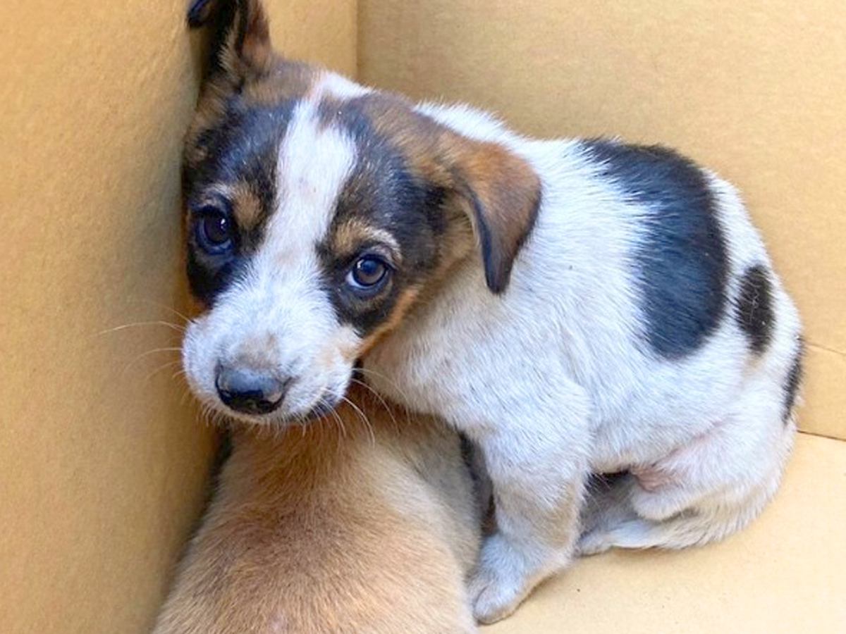 道端で震え寄り添っていた『2匹の小さな子犬』を保護→怯えながらも成長して…涙が止まらない『ビフォーアフター』が64万再生「素敵」「感動」