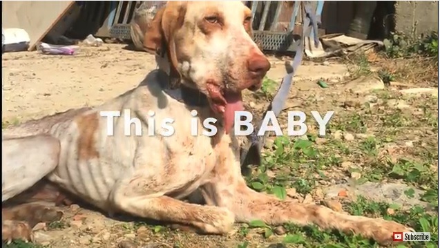 飼い主に口を蹴られ顎が壊れて食べられなくなった犬