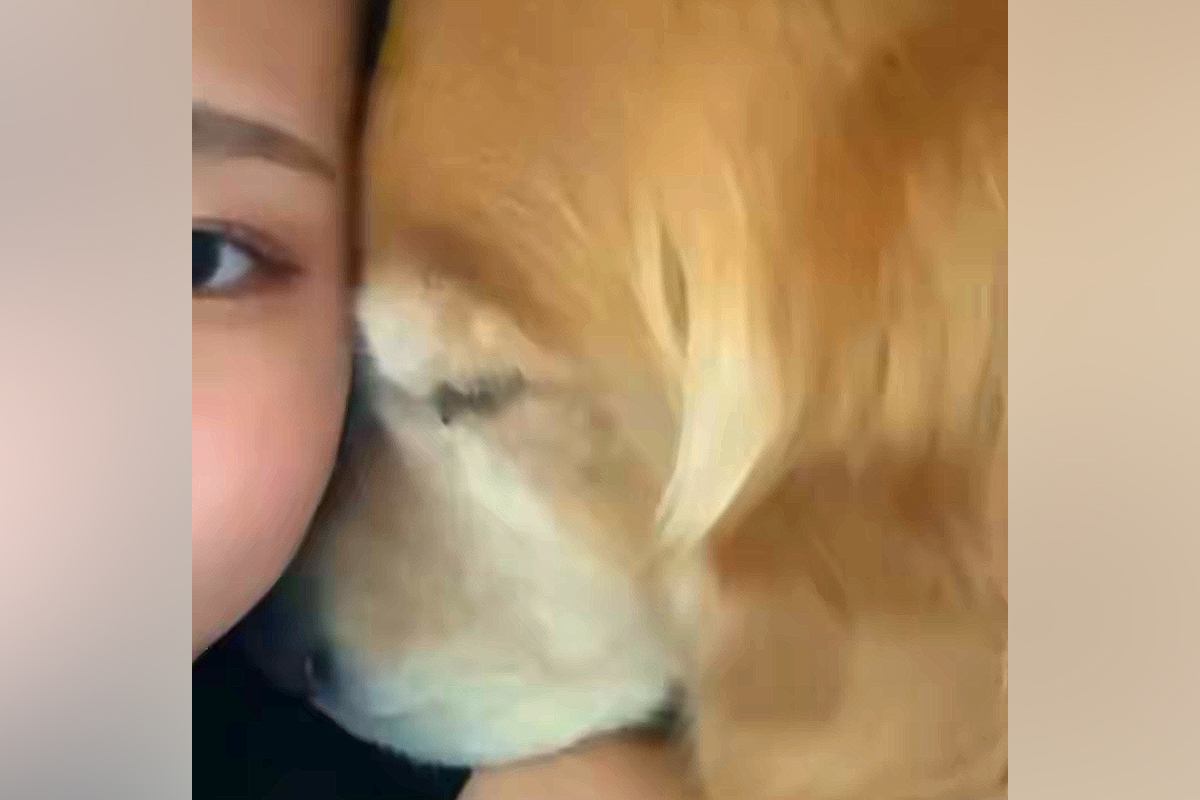 大型犬と添い寝中『なにやら視線を感じる』と思い、前を見てみた結果→別の犬が…なんとも言えない『表情』に反響「可愛すぎｗ」「じわじわくる」