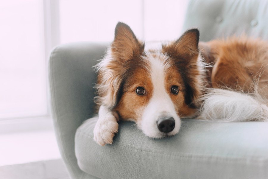 犬が部屋中をうろうろ歩き回っている時の心理３つ