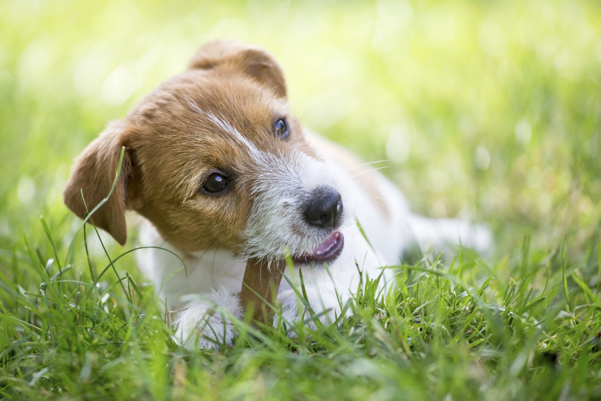 犬が喉に詰まらせやすい食べ物３選！食べさせてはいけないものや与える時の注意点まで解説