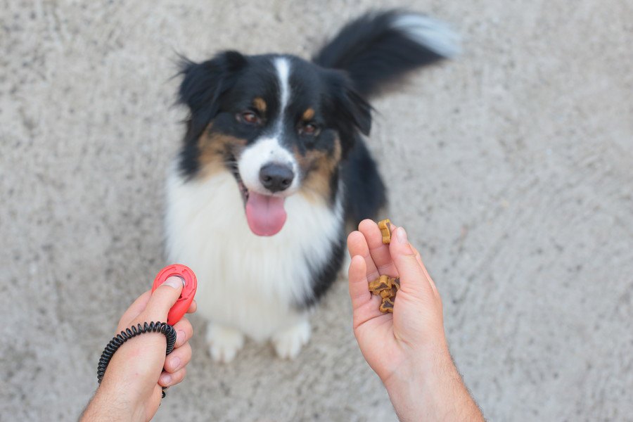 クリッカー訓練中の報酬を減らすと犬の感情に影響を与えるという研究結果