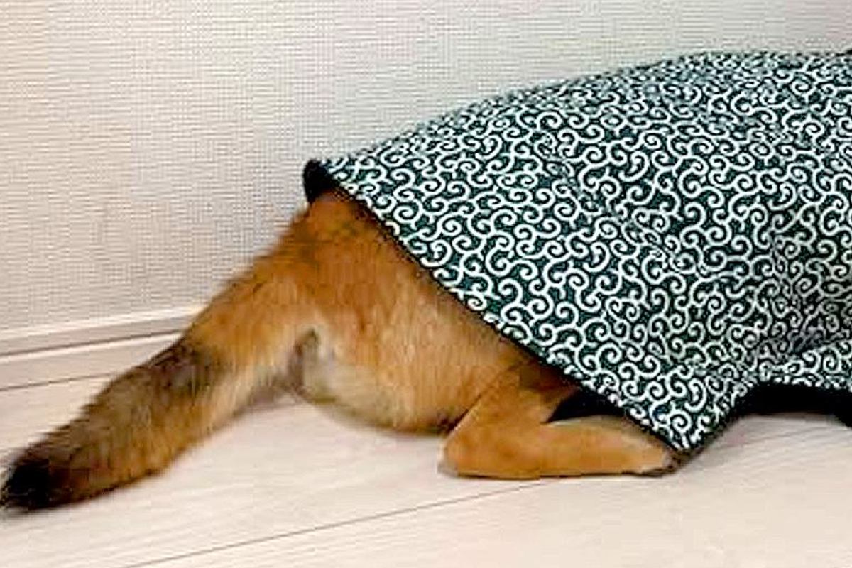 犬を叱った結果、ふてくされてしまい…まるで人間の子どものような『哀愁漂う光景』が48万再生「全身で訴えてて草」「あらら…可愛すぎるｗ」