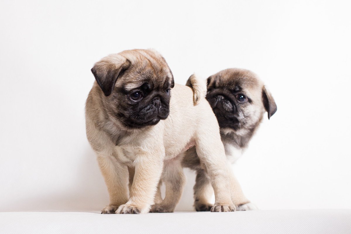 犬が飼い主に『お尻をくっつけてくる』理由４つ！実はとってもかわいい心理が隠されてるんです♡