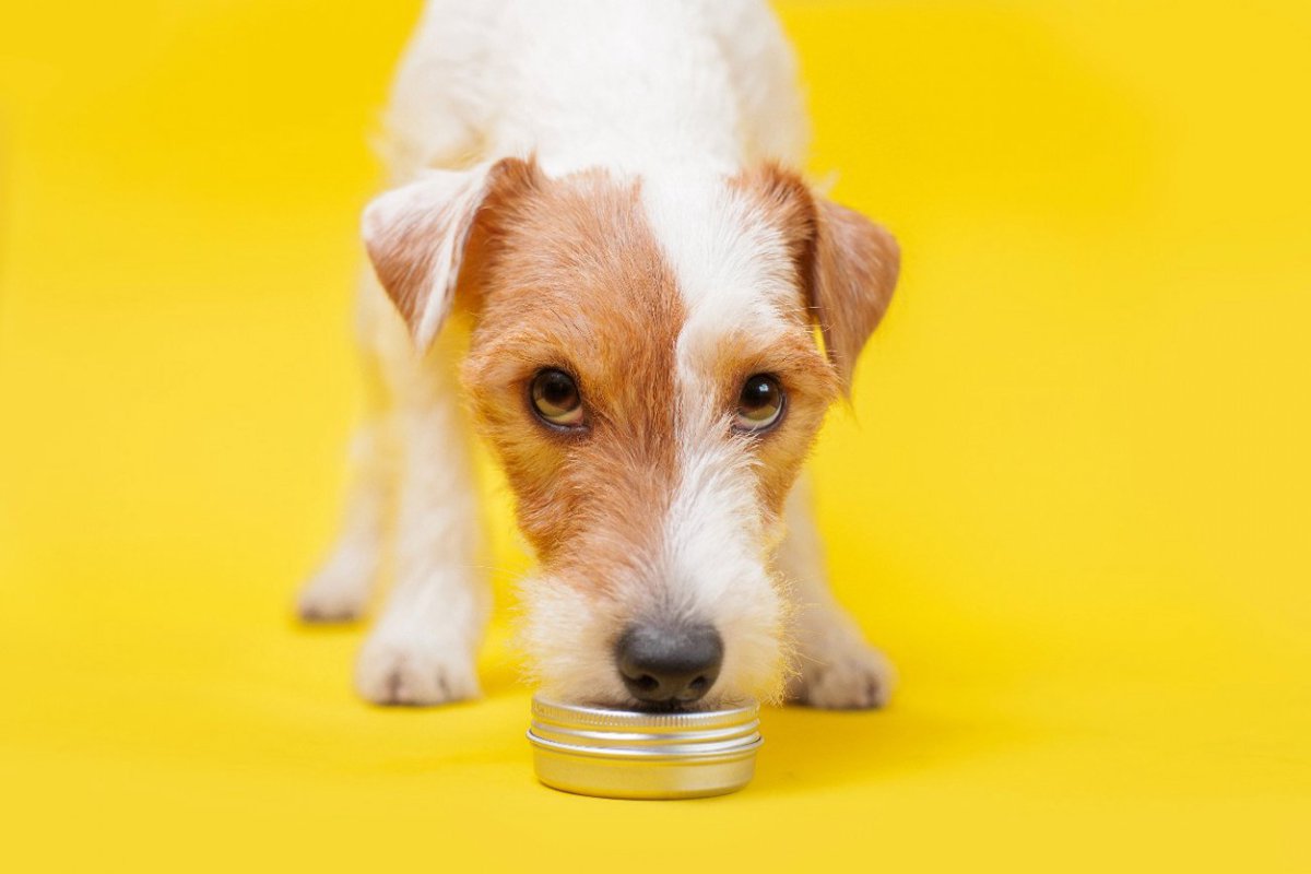 家庭犬がパーキンソン病を嗅覚で検出【研究結果】