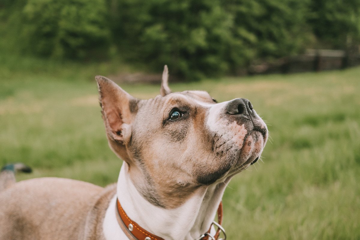 犬は贅沢品？趣味？愛しているからこそ飼わない選択も大事