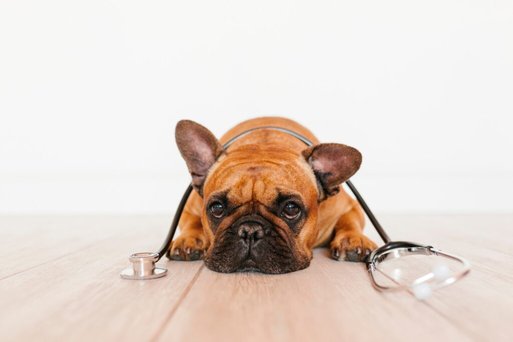 フレンチブルドッグの寿命はどのくらい？長生きのための飼い方と病気の予防策