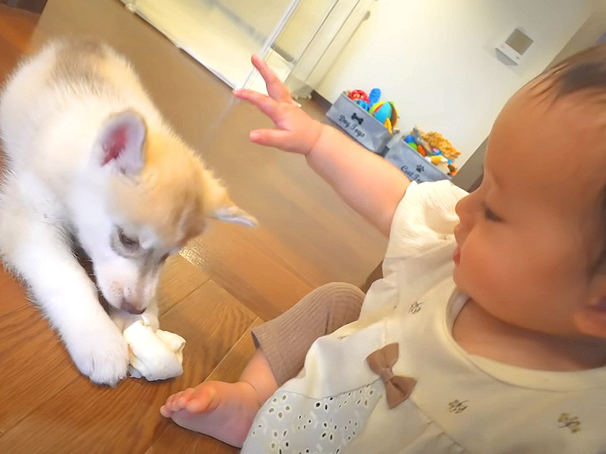 1歳の赤ちゃんが『子犬のお世話をどうしてもしたかった』結果…平和すぎる『尊い光景』が6万再生「かわいいが大渋滞」「幸せな気持ちになる」