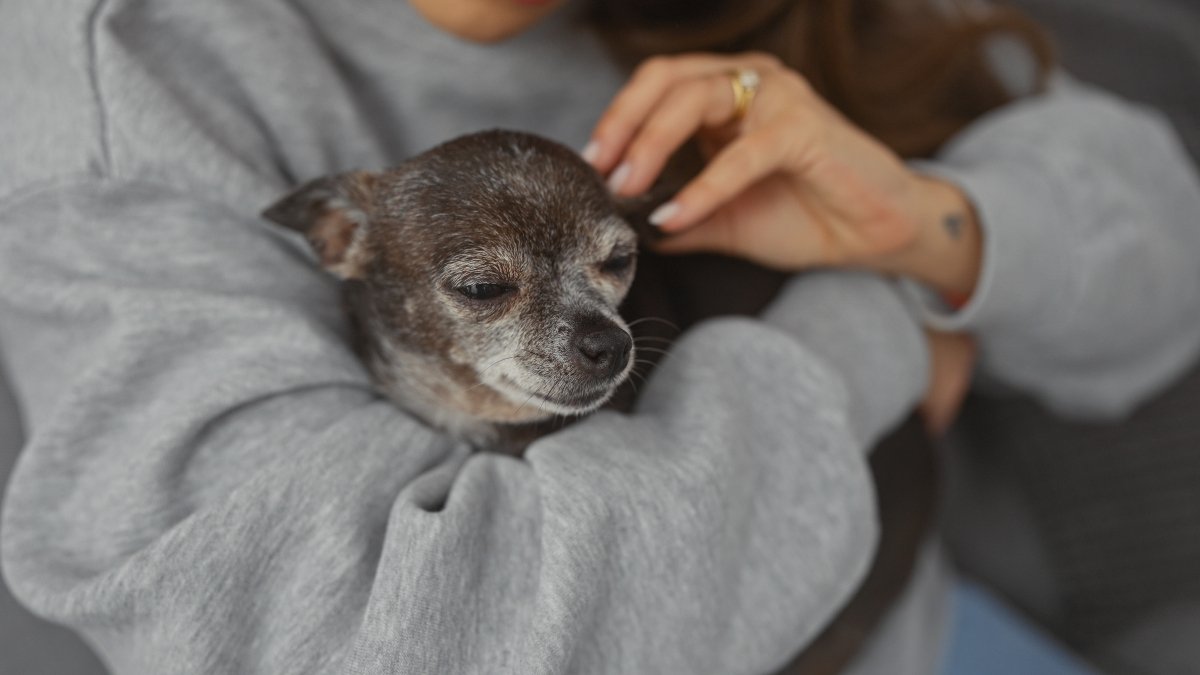 老犬からする『ニオイの原因』5つ　体臭がキツくなってしまう理由や対処法まで