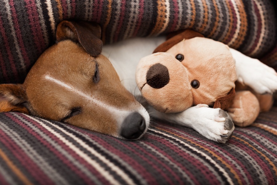 犬にぬいぐるみのおもちゃを与える際の注意点