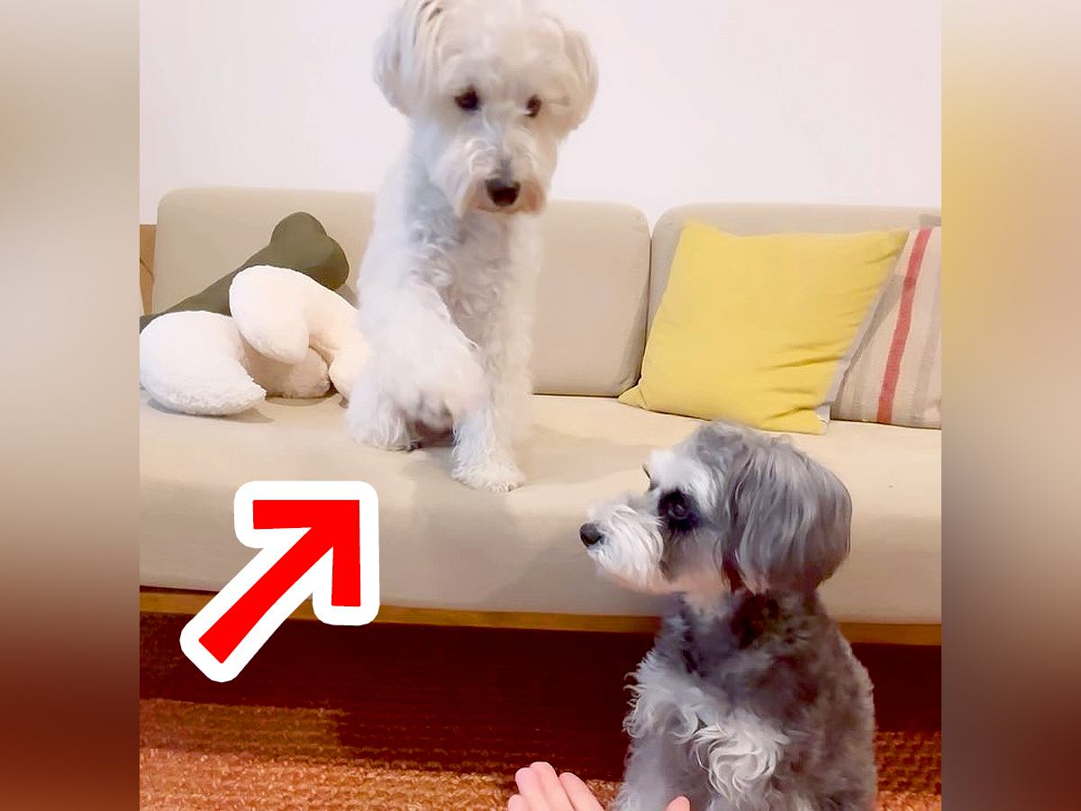 『こうだよ、こう…』オテの指示を無視する犬→見かねた兄犬が…優しい光景と『まさかの結末』に「ブレないｗ」「他人事で笑った」と3万再生