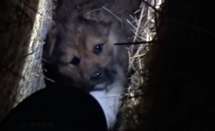 北海道にいる野犬を『家族』に迎えた時の話