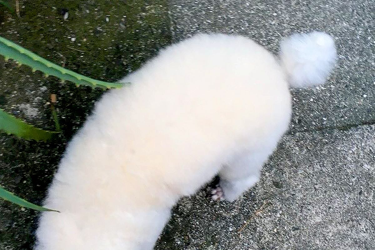 近所のおじさんに『これは犬なの？なんて種類の動物？』と言われた犬→頭を見ると…思わず納得する『まさかの光景』に1万いいね「尖りに尖ってる」