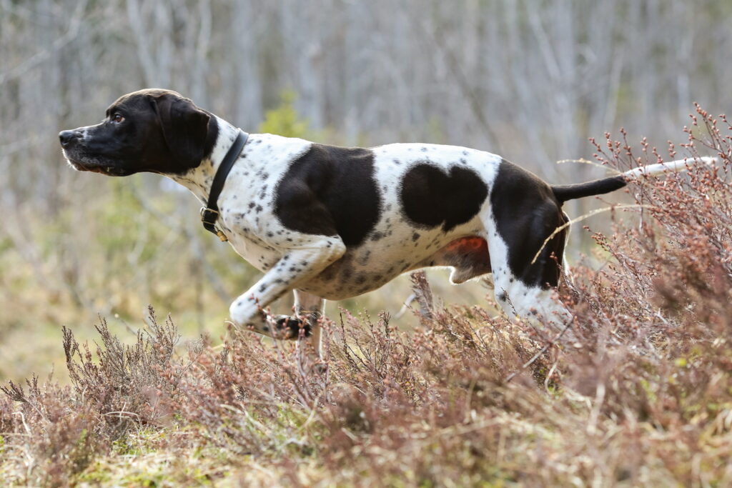 ポインター（犬種グループ）とは？属する犬の種類や性格、値段の相場から迎え方まで徹底解説